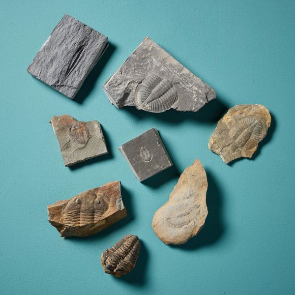 Collection of 9 Prehistoric Fossilised Trilobite Specimens