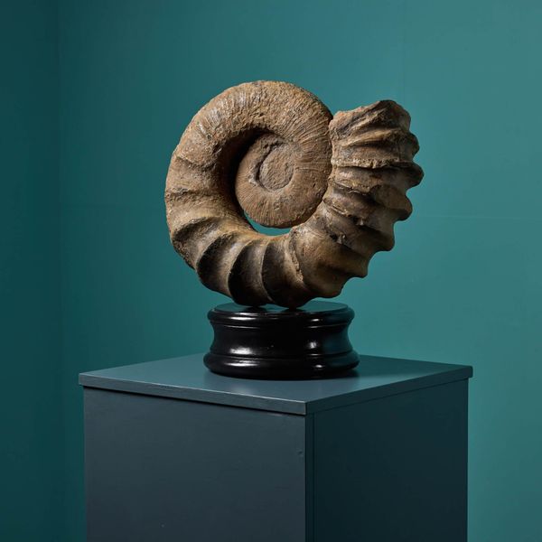 Large Natural Tropaeum Ammonite Fossil