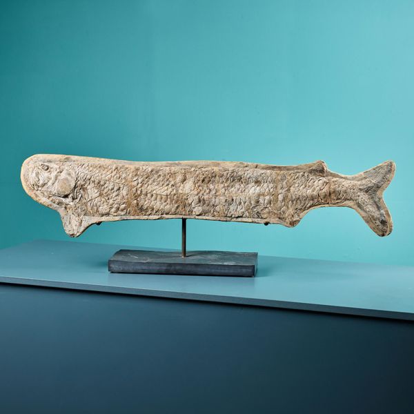 Large Prehistoric Cladocyclus Gardineri Fossil Fish Specimen