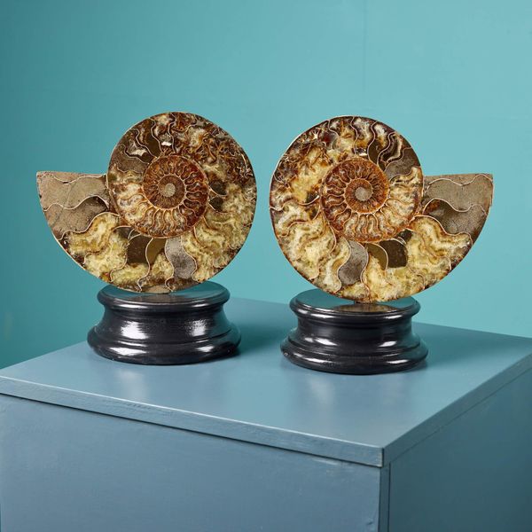 Pair of Polished Cut Ammonites with Crystalline Chambers