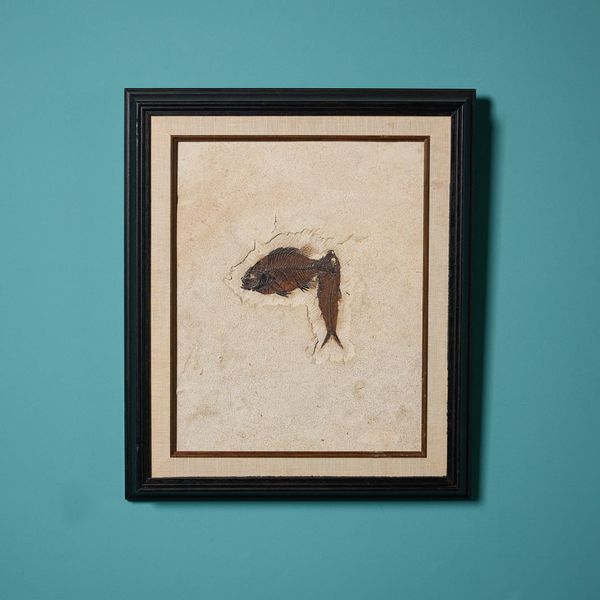 Reclaimed Limestone Fossil Fish Panel in Frame