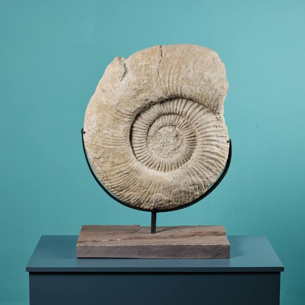 Giant Titanites Ammonite Fossil on Stand