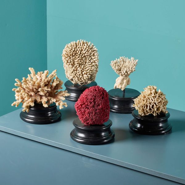 Collection of Large Mounted Natural Coral Specimens