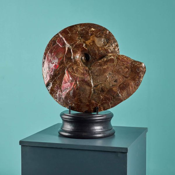 Large Red Iridescent Ammonite Fossil